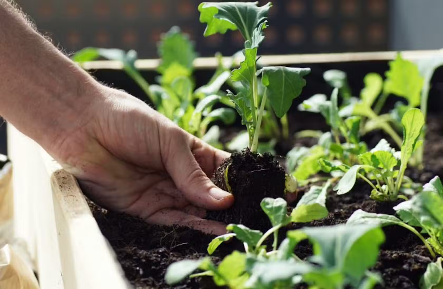 Herbs ready to harvest being pulled out
