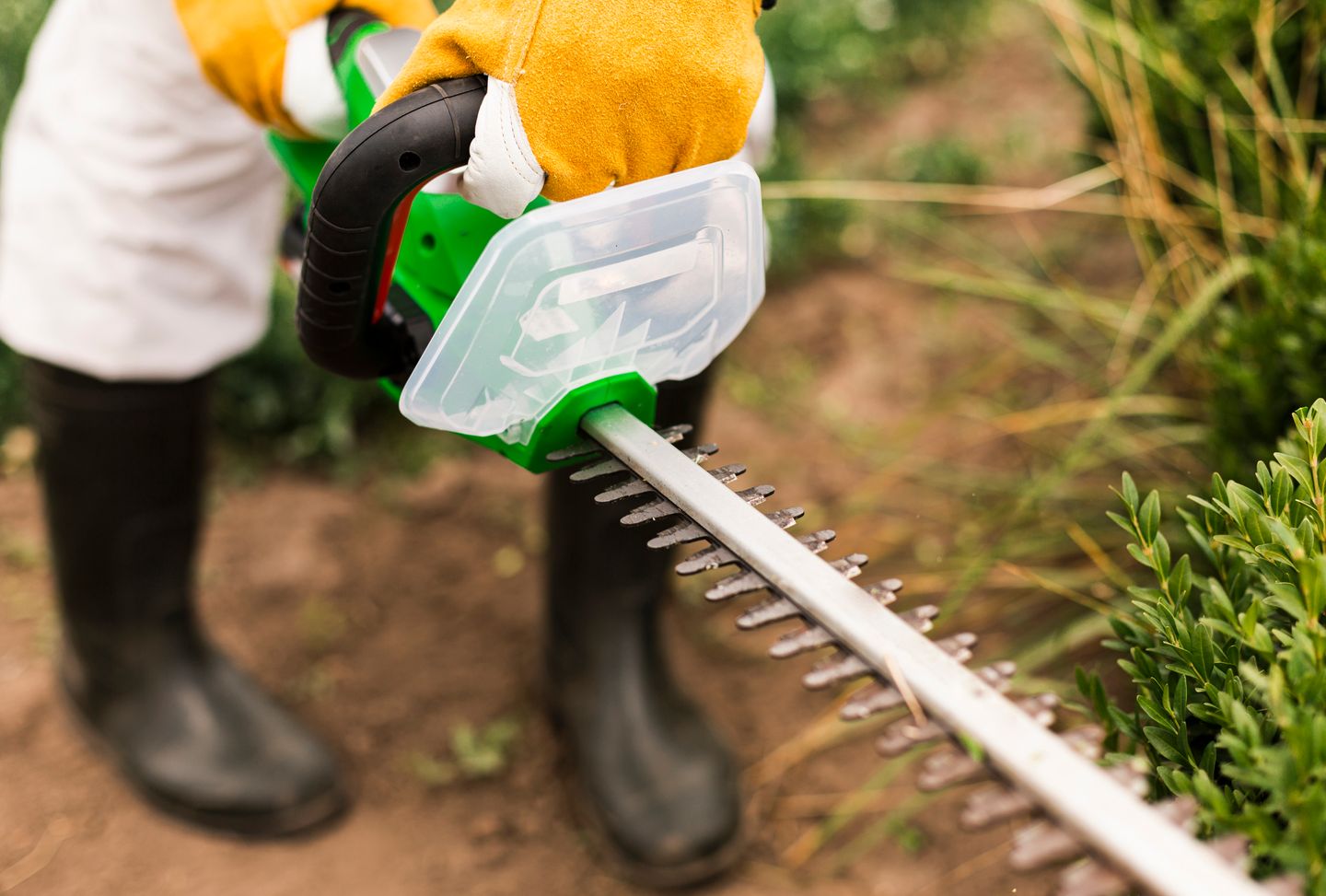 trimming the hedge using hedge trimmer