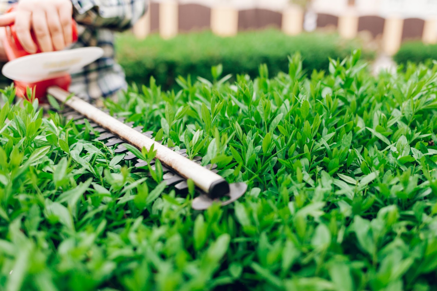 trimming the hedge with electrical hedge trimmer