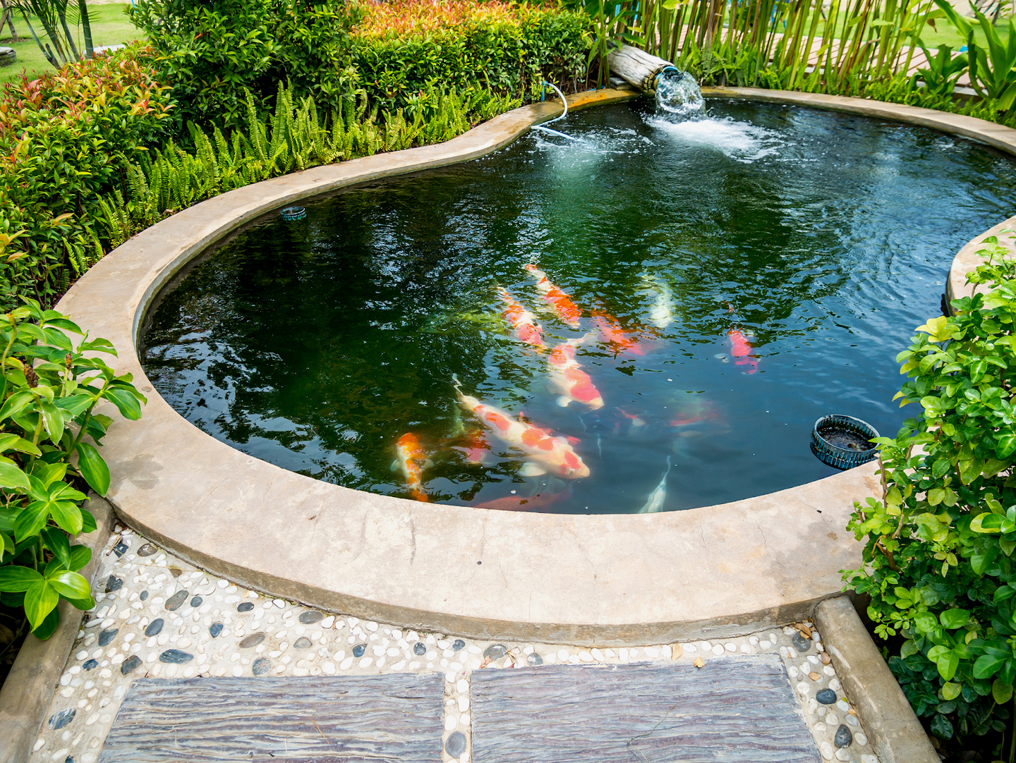 a japanese style garden pond with koi fishes swimming