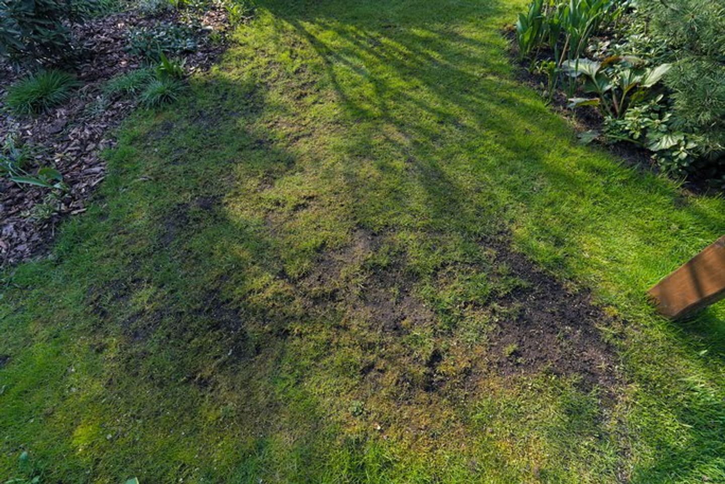 An un-even grass lawn with patches