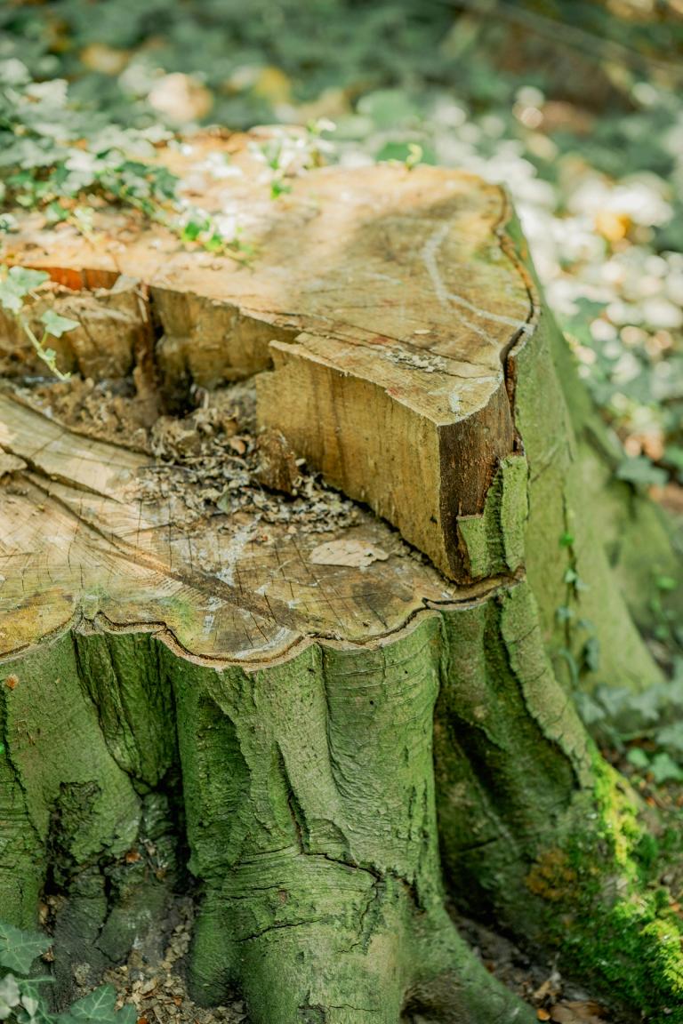 Tree stump that needs removing