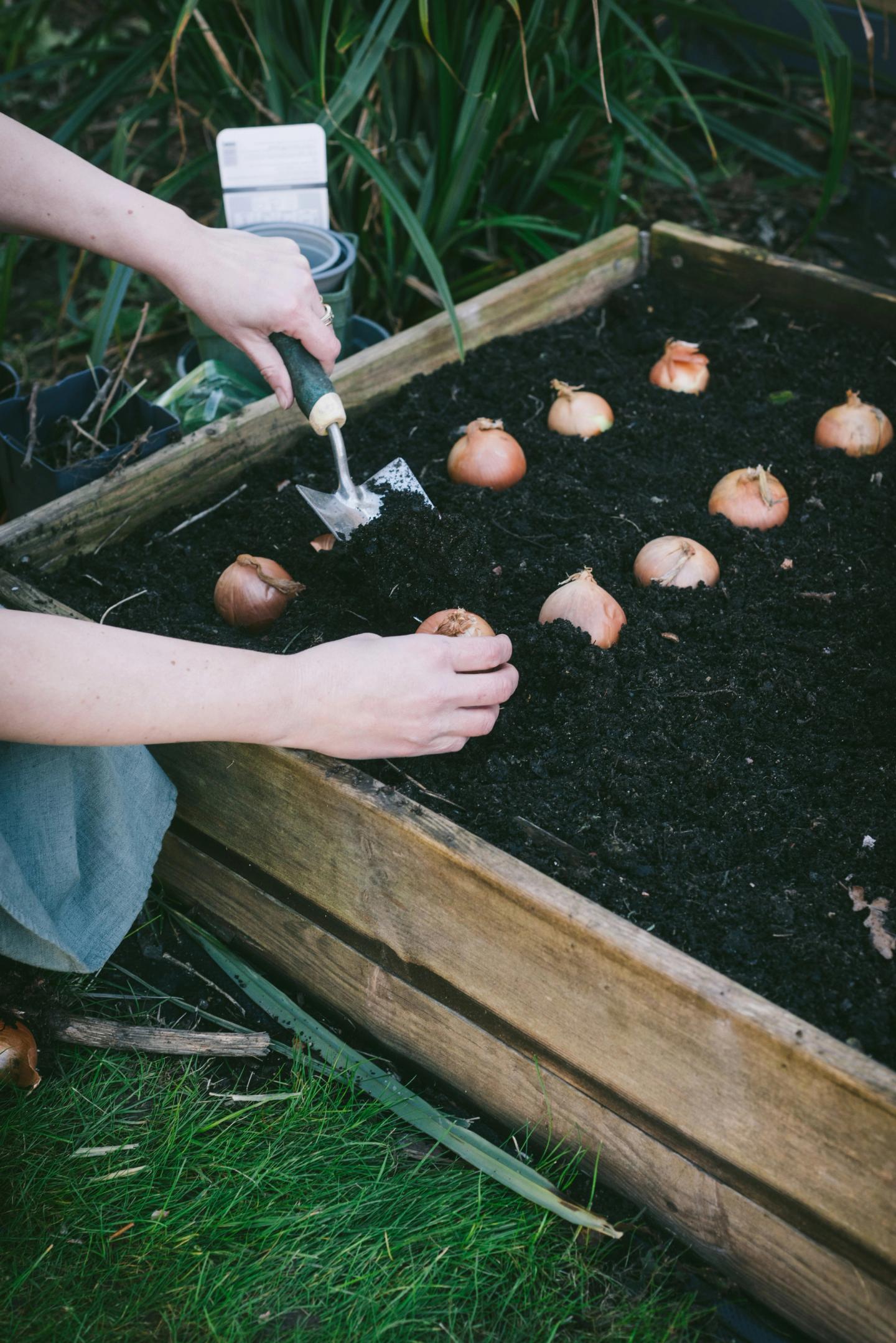 Gardener planting bulbs in a raised flower bed