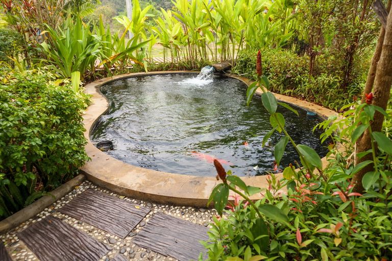 garden pond surrounded by a lush greenery