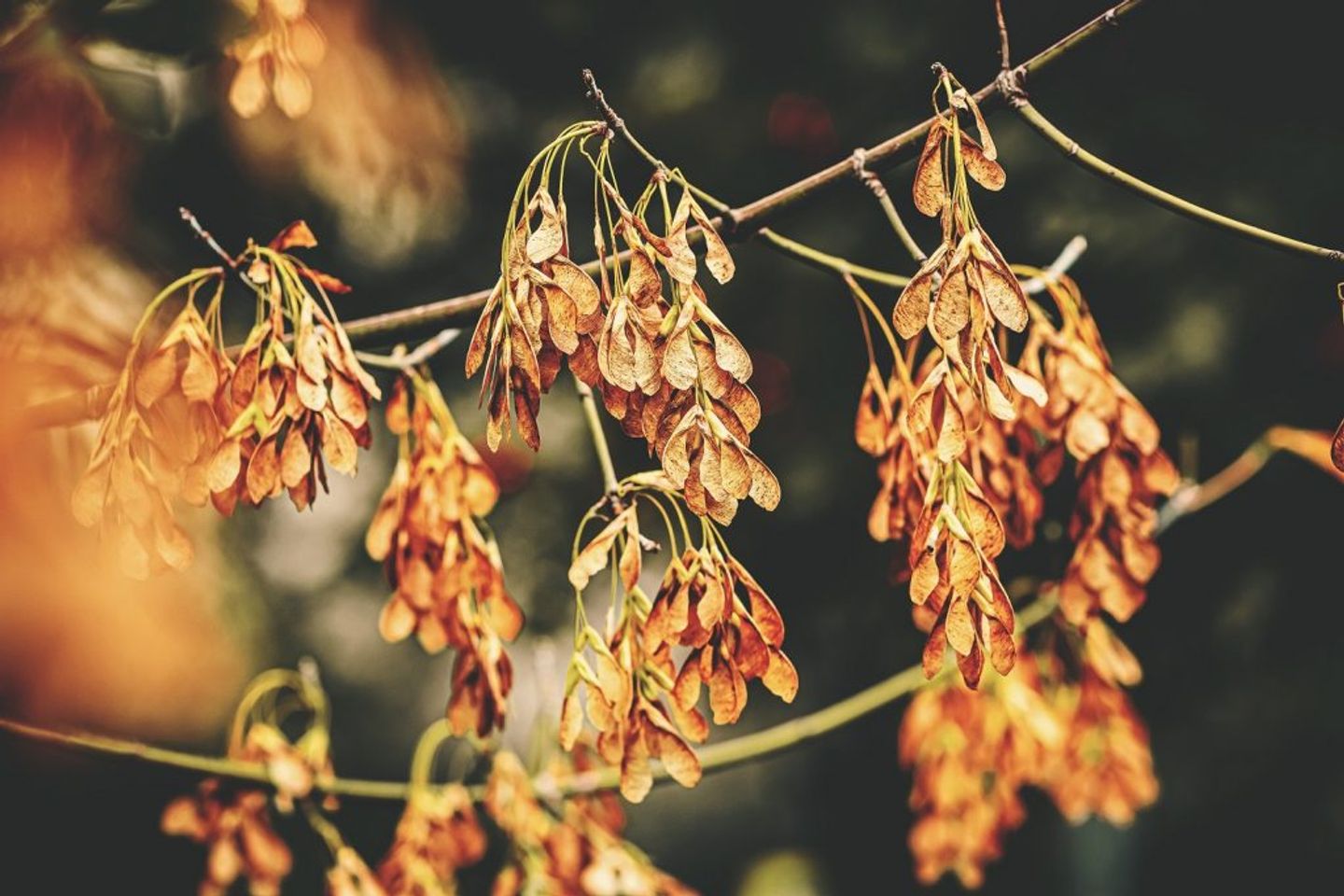 a branch with dried autumn leaves