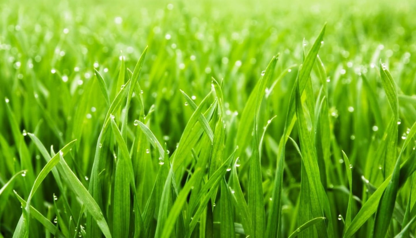 morning dew on a lush green grass