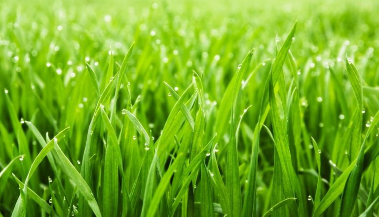 morning dew on a lush green grass