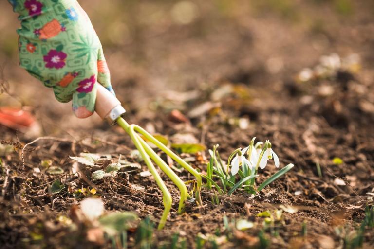 a garden hand rake and a snowdrop 