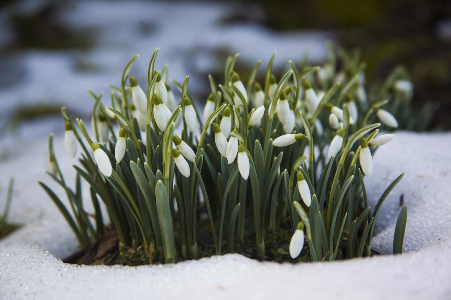 first flowers blooming through the snow