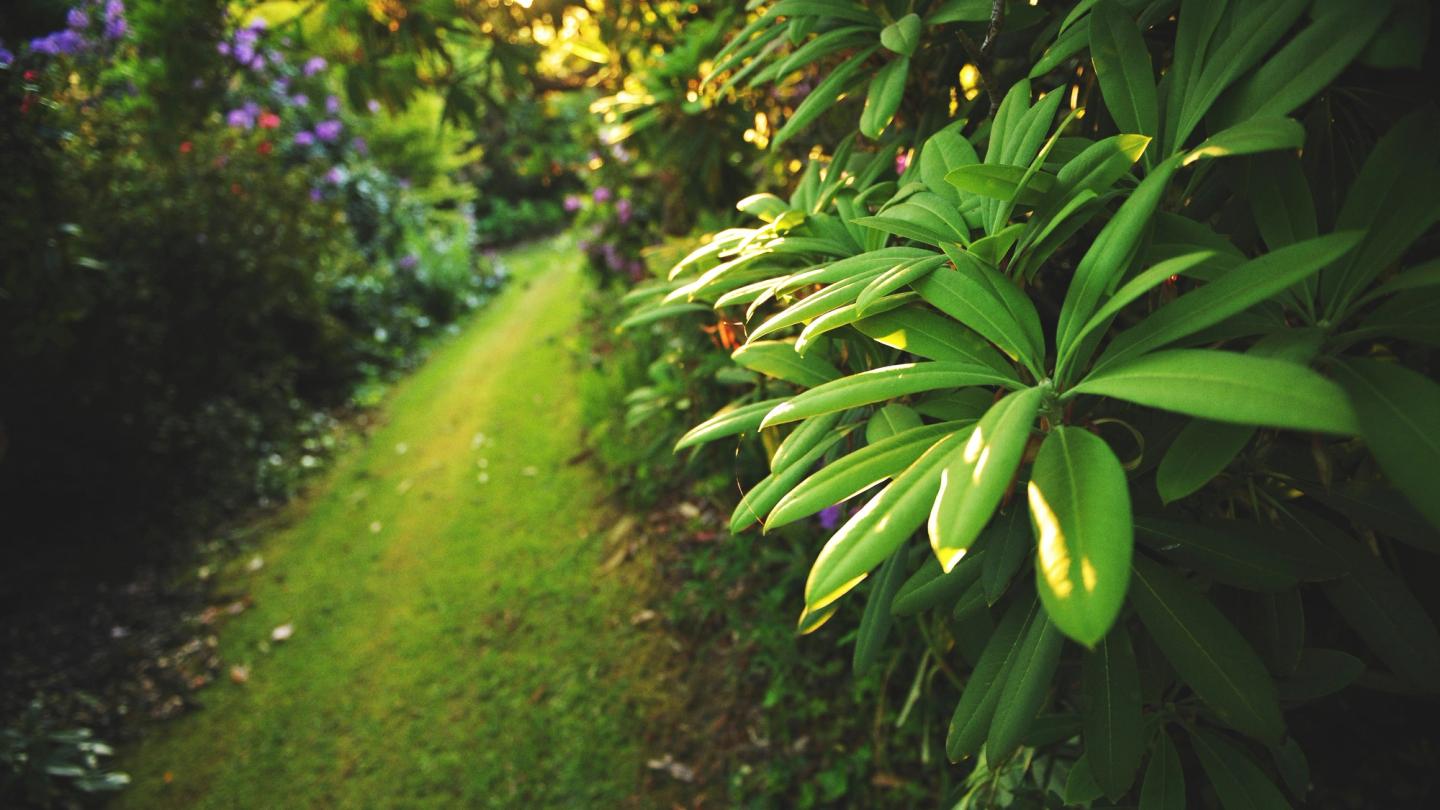 close up of garden plants