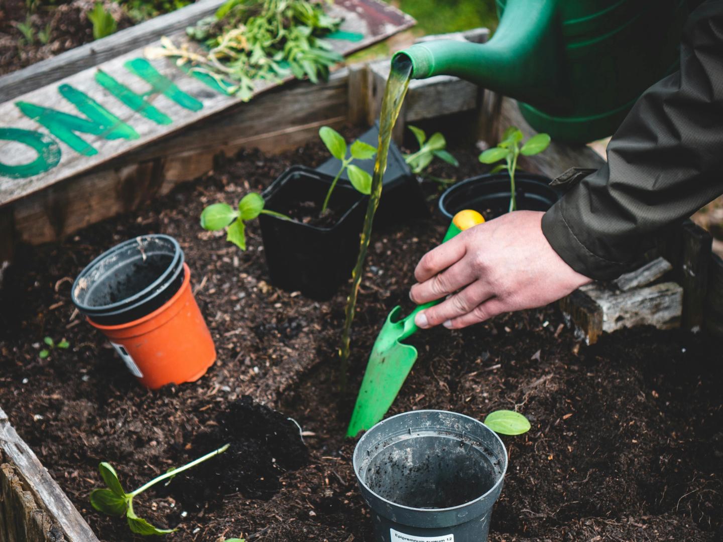 garden bedding preparation