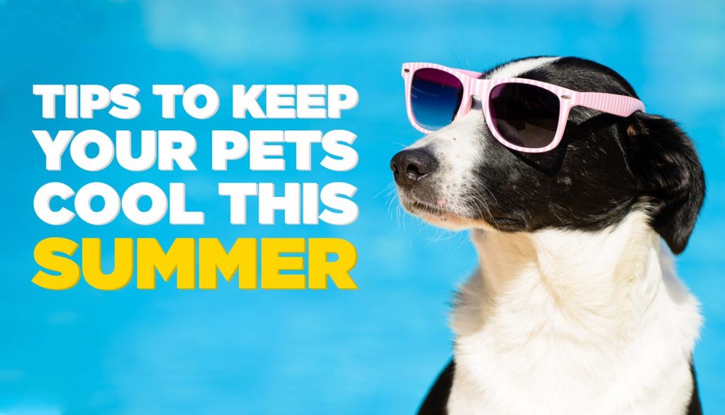 Black and white dog in pink sunglasses and text saying Tips to keep your pets cool this summer