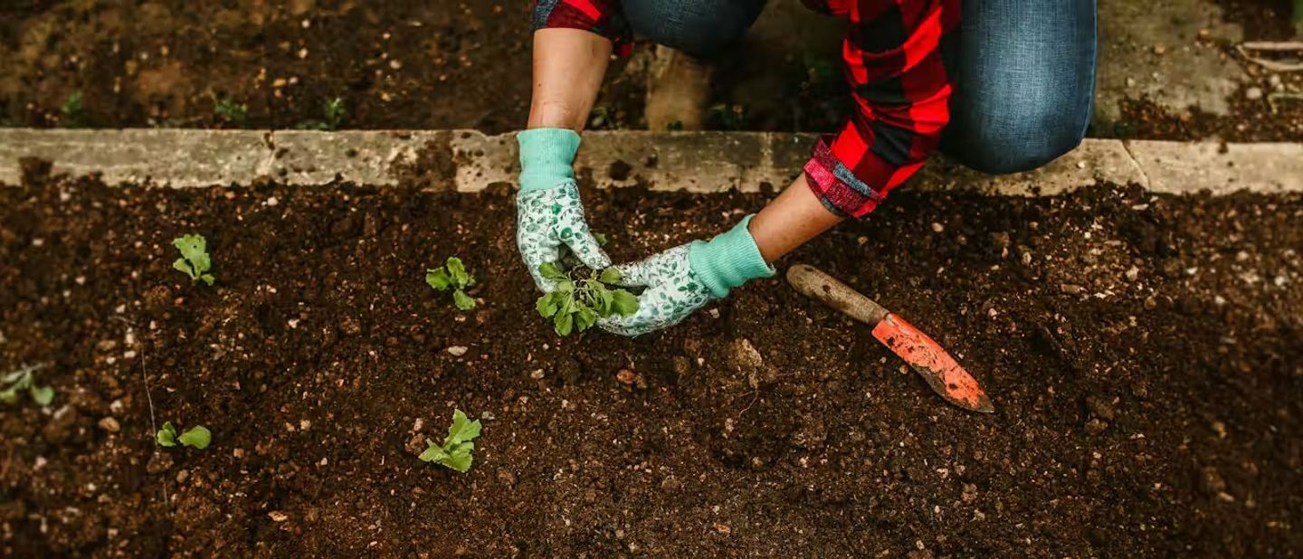 planting a small plant