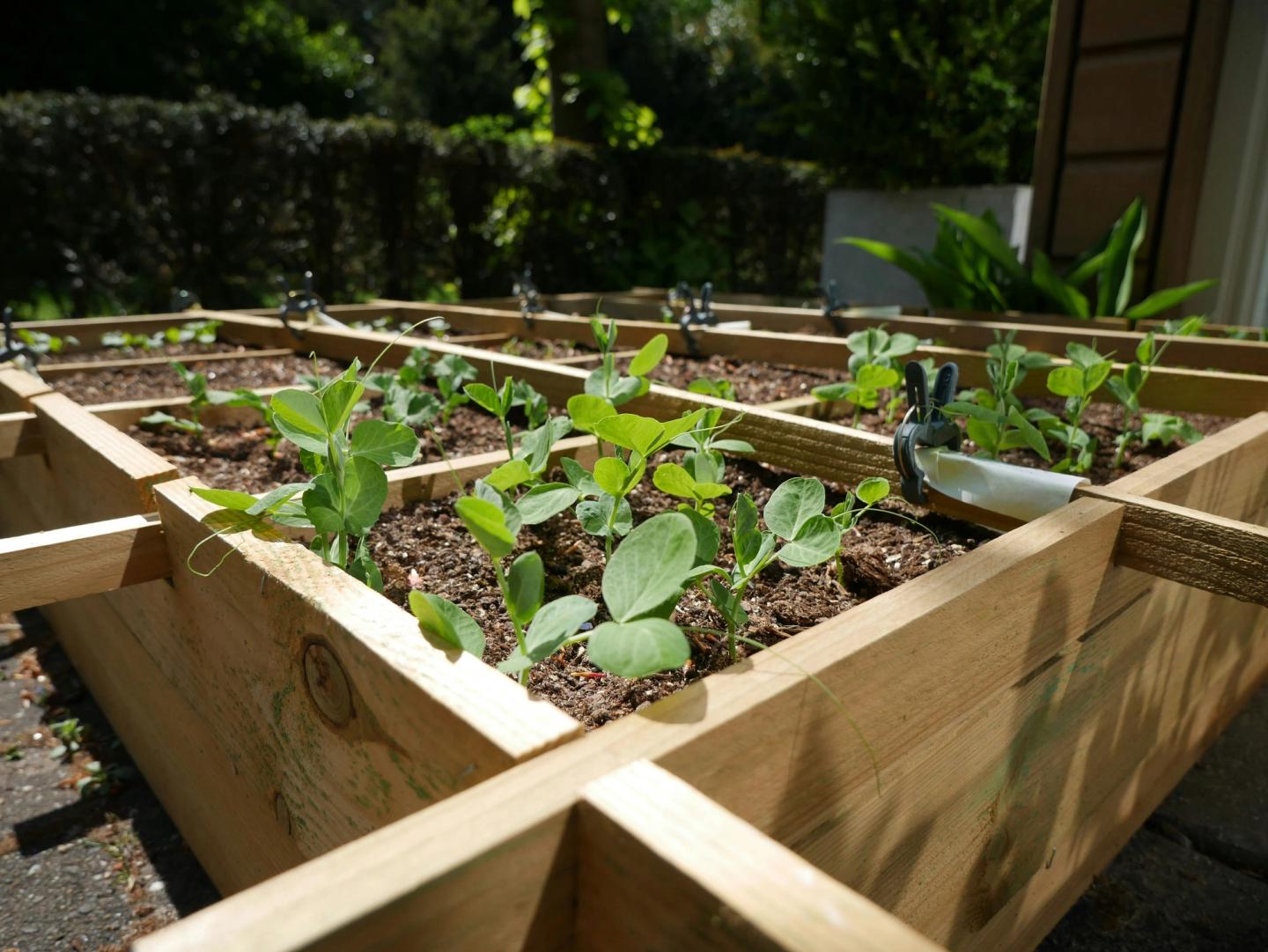 Raised wooden flower bed