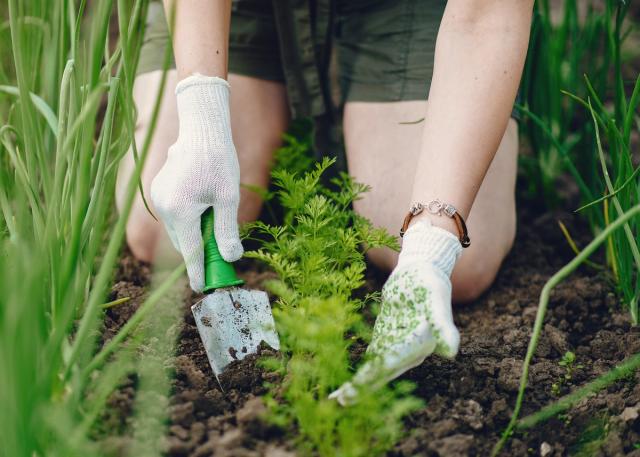person using small hand trowel in garden