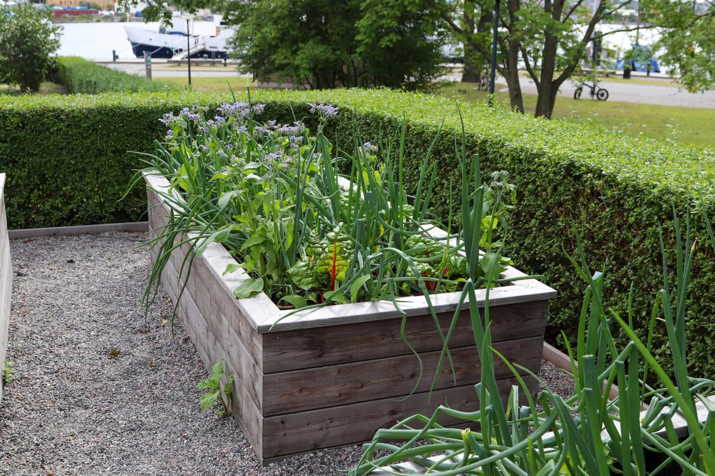 Raised bed planter filled with tall flowers