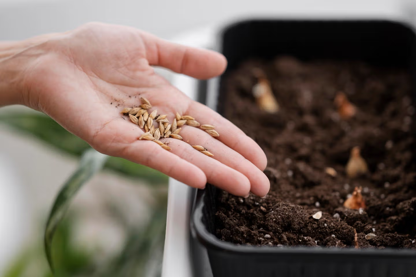 Someone sowing seeds.
