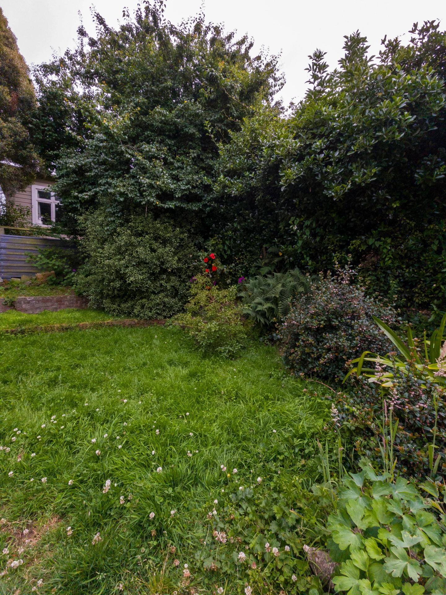untied garden with weeds