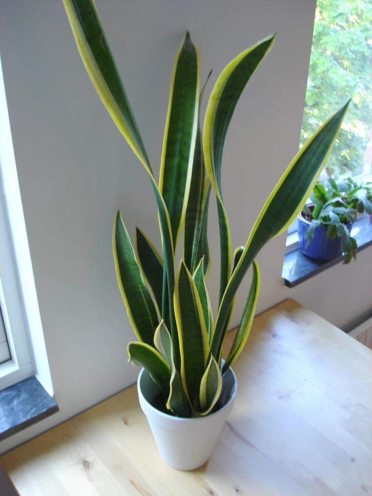 aaa
