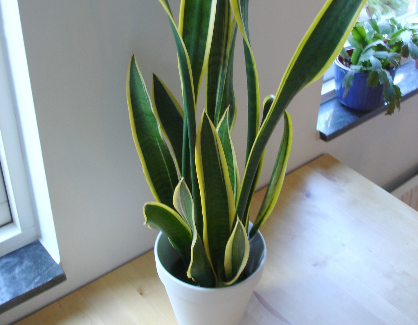 Snake plant in the white pot