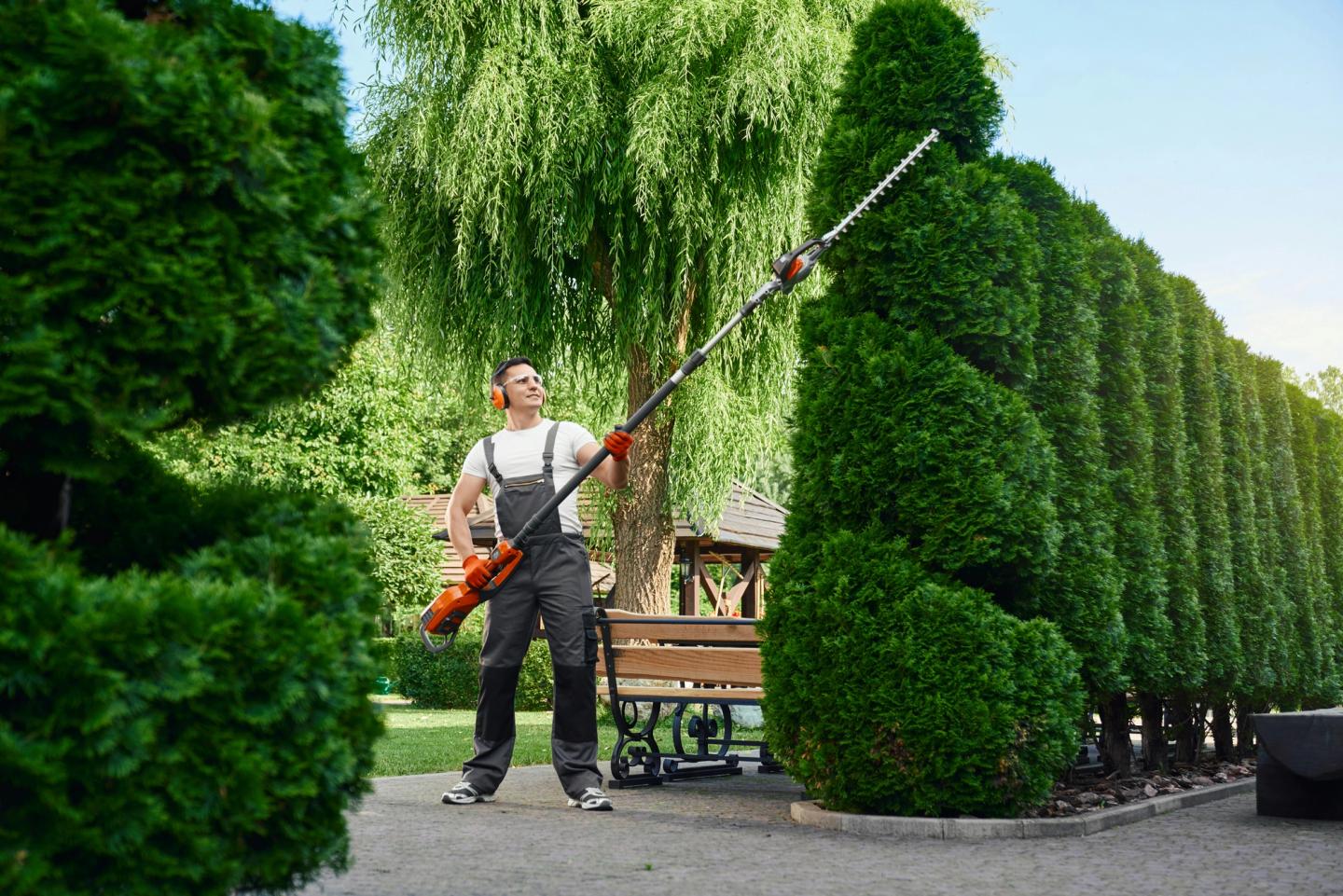 hedge trimmers trimming a hedge