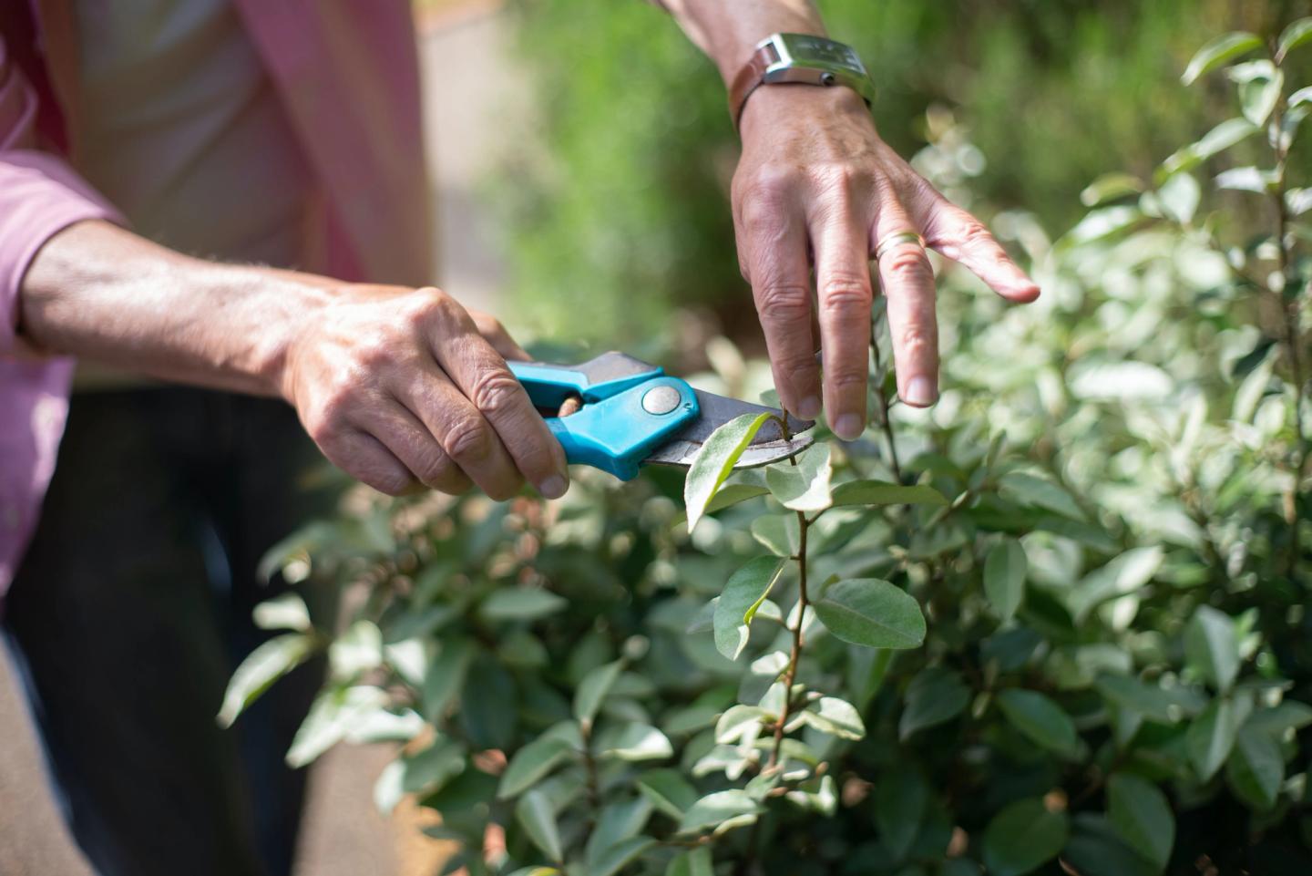 trimming the plants using secateur