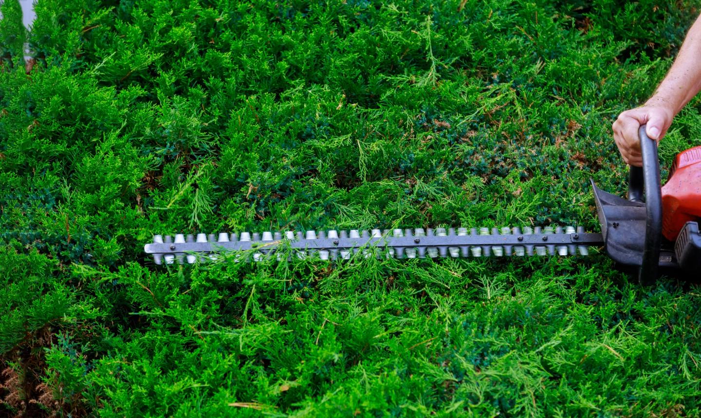 hedge trimmers trimming a hedge