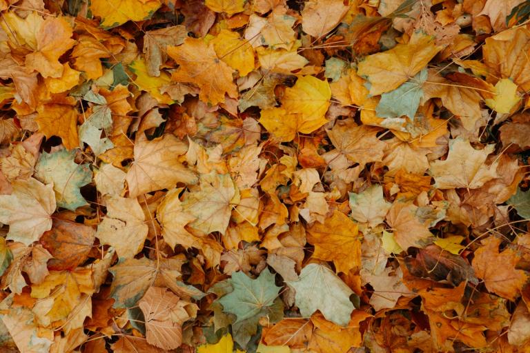 autumn leaves on the ground