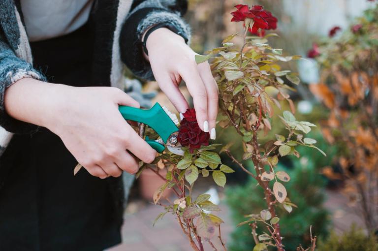 pruning roses