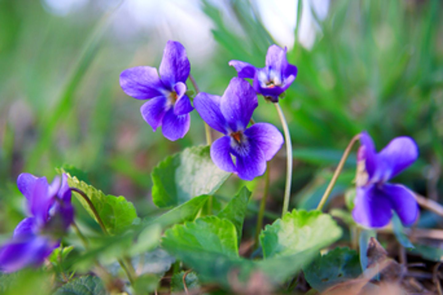 purple flower plant