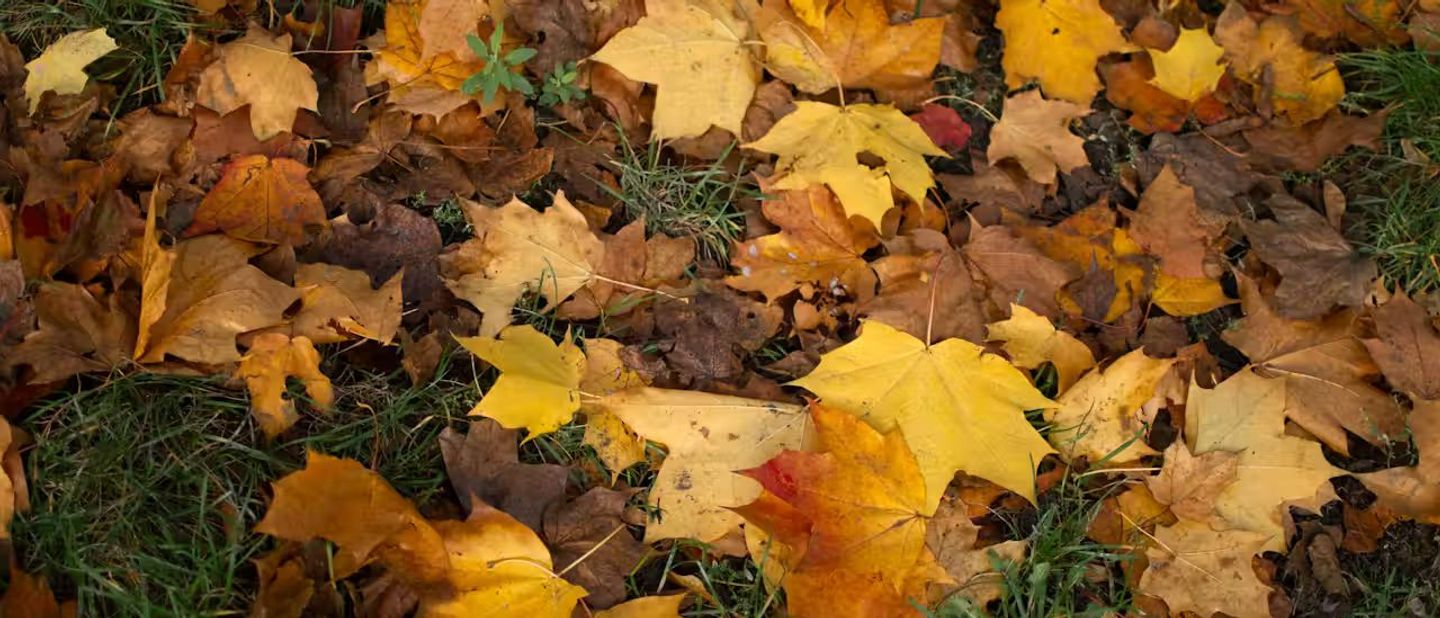 november fallen leaves on the garden grass