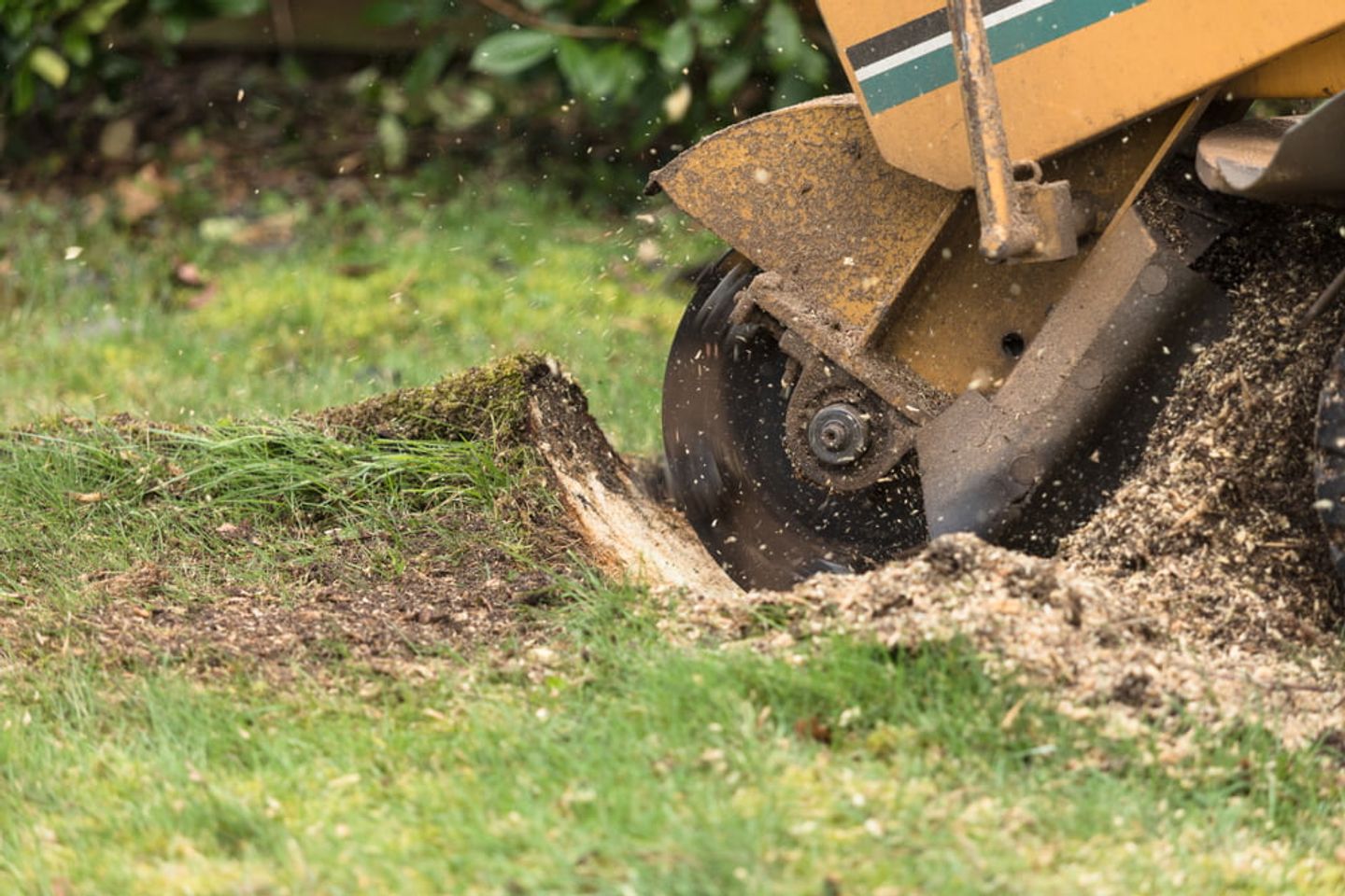 removing the tree stump
