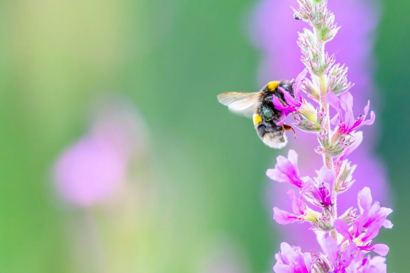 bee collecting pollen off the flowers