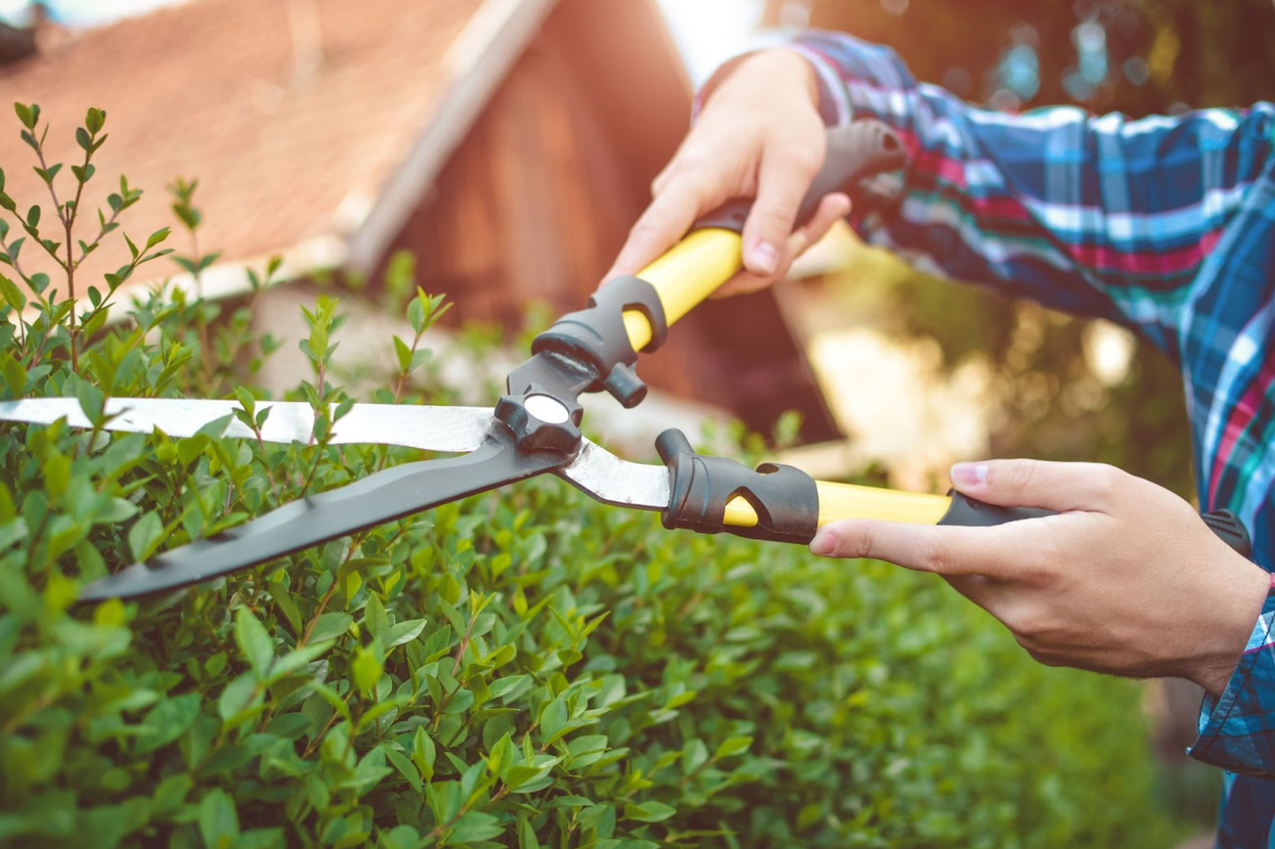 trimming the hedge using hedge trimmers