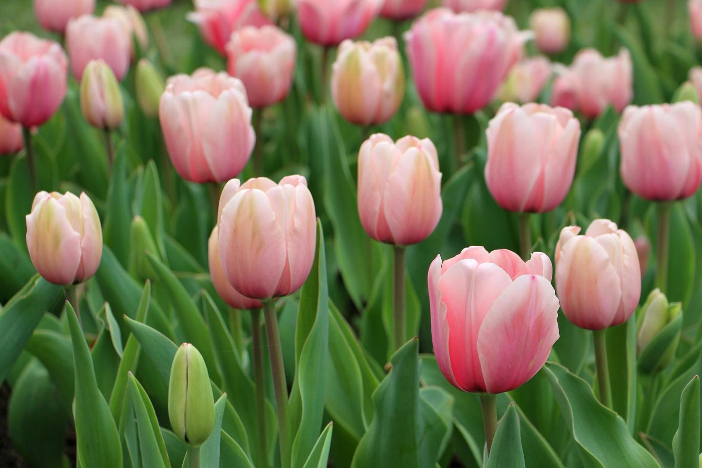pink tulips
