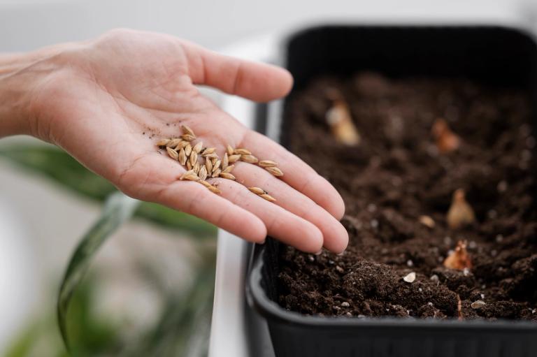 Gardener planting seeds in soil by hand