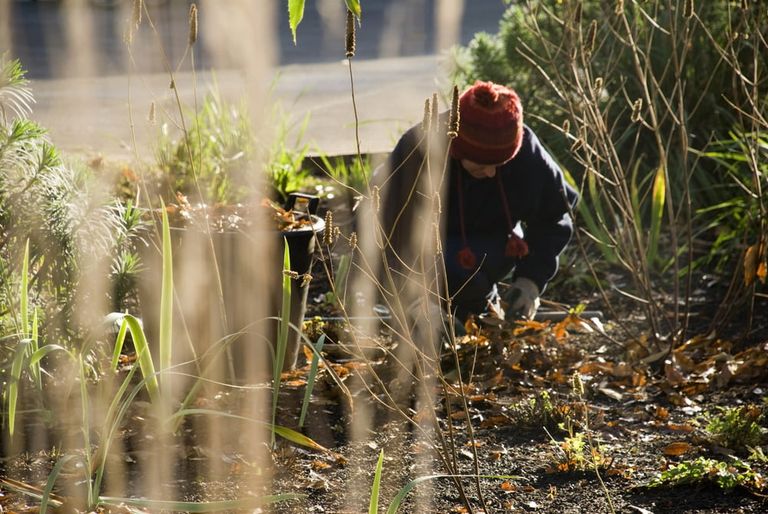 woman in a garden taking care of plant is late autumn