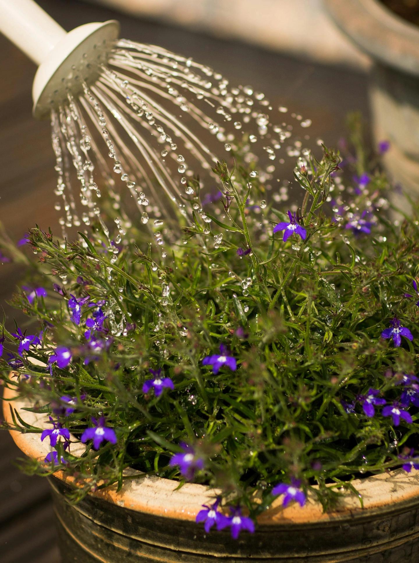 watering the flower plants