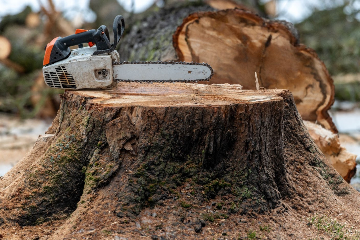 a chainsaw on the trunk with the freshly cut tree in the background