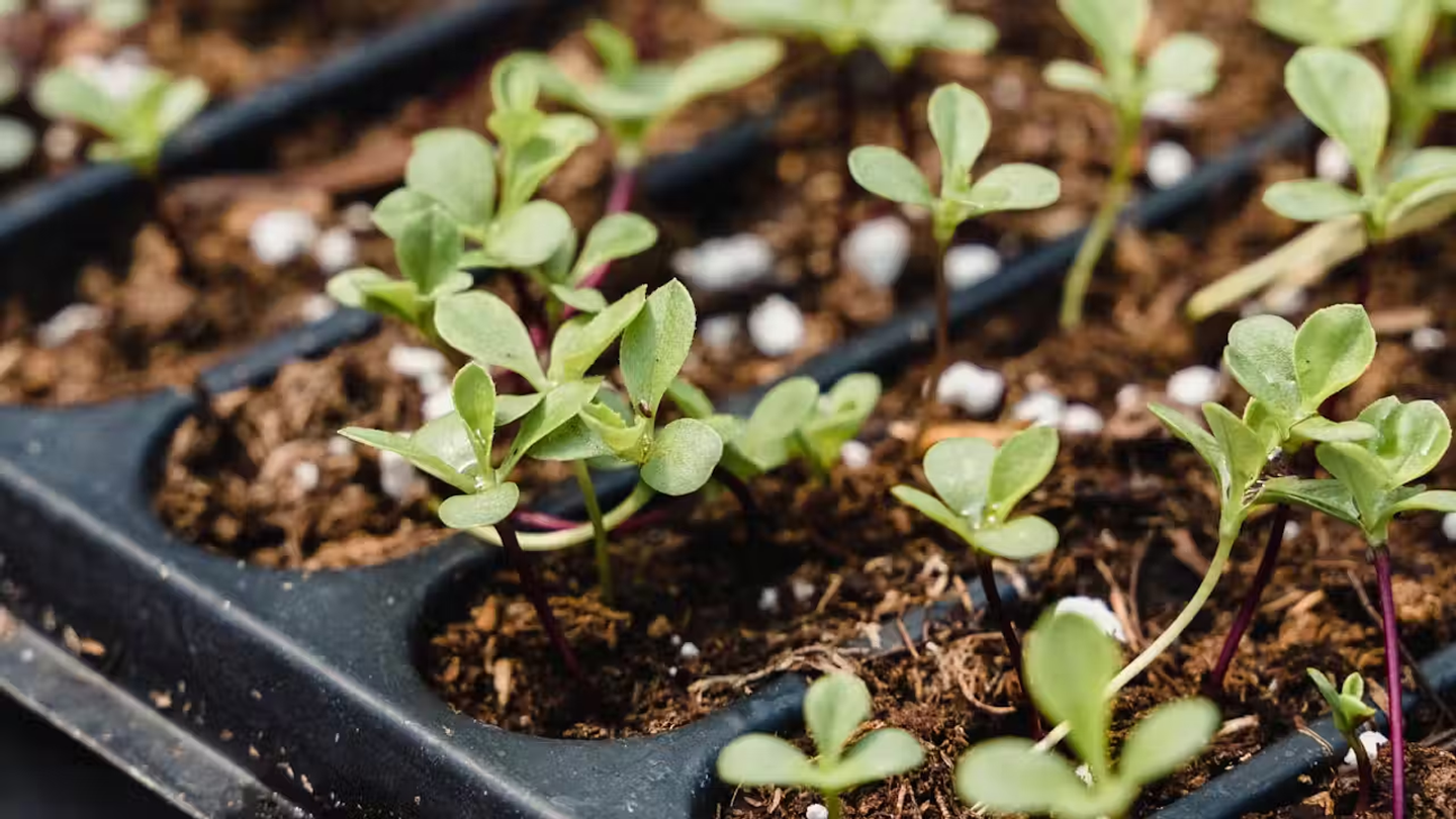 Plants growing out of a seed tray.