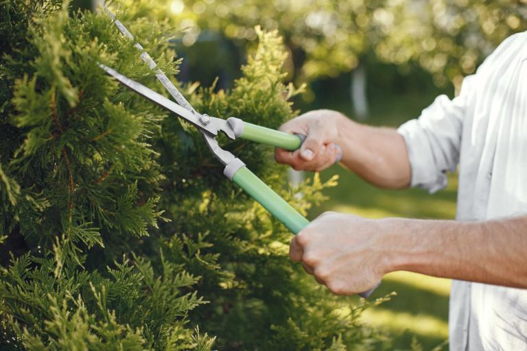 trimming a hedge with secateurs