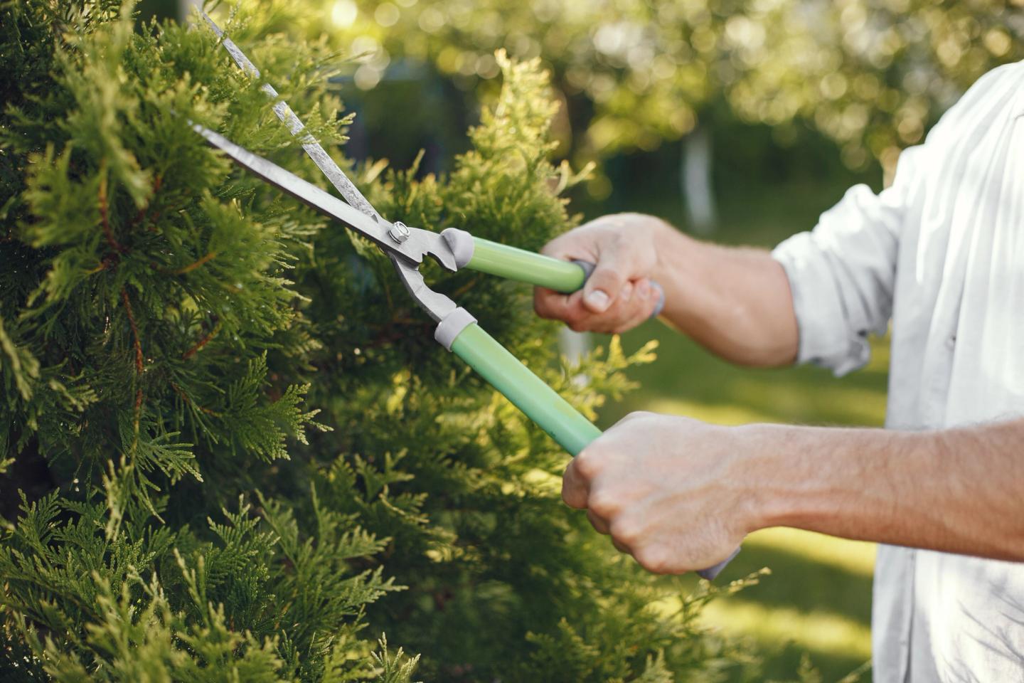 trimming a hedge with secateurs