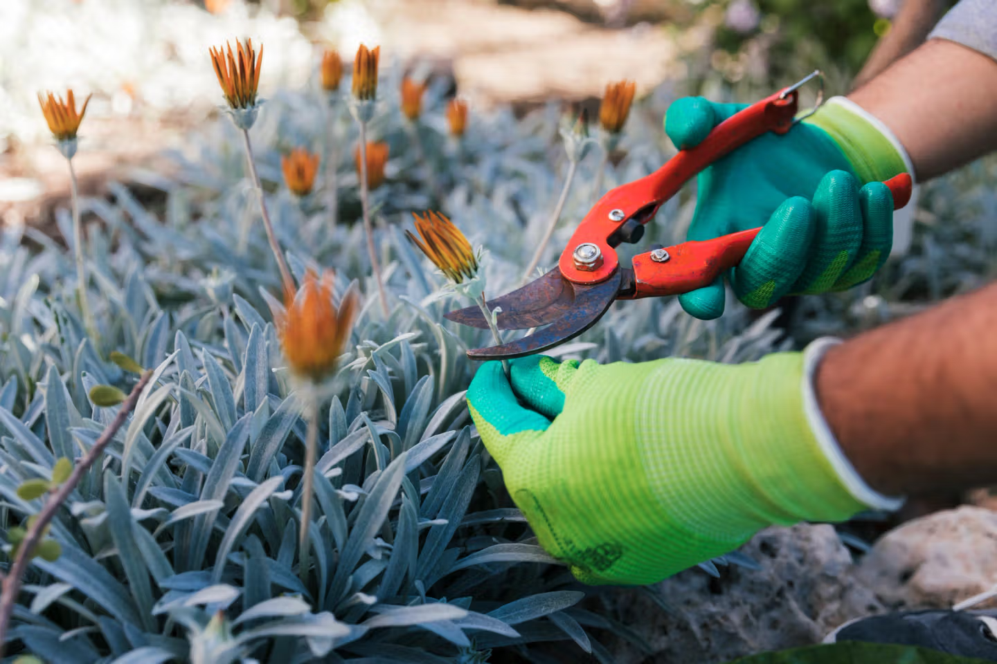 Someone pruning flowers in winter.