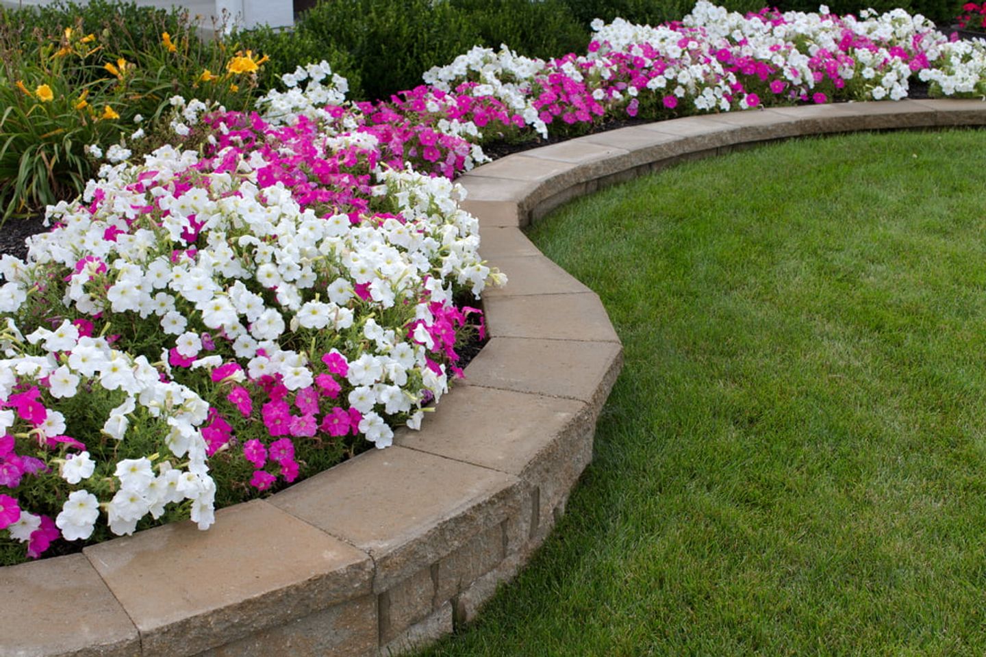 white and pink bedding plants