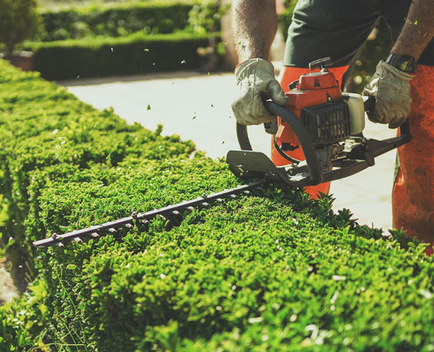 garden hedge being cut with hedge trimmers