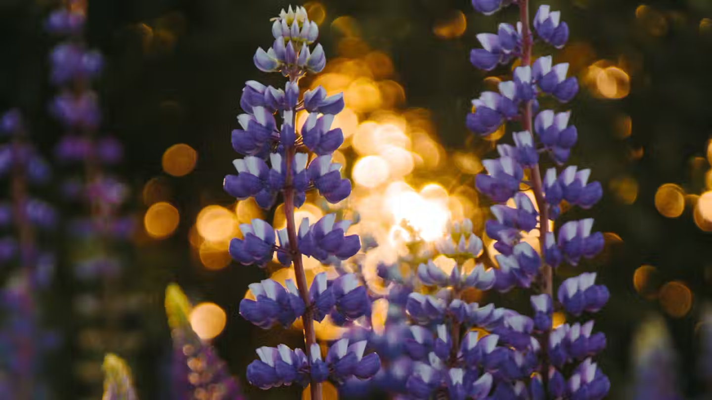 Purple flowers in the garden.