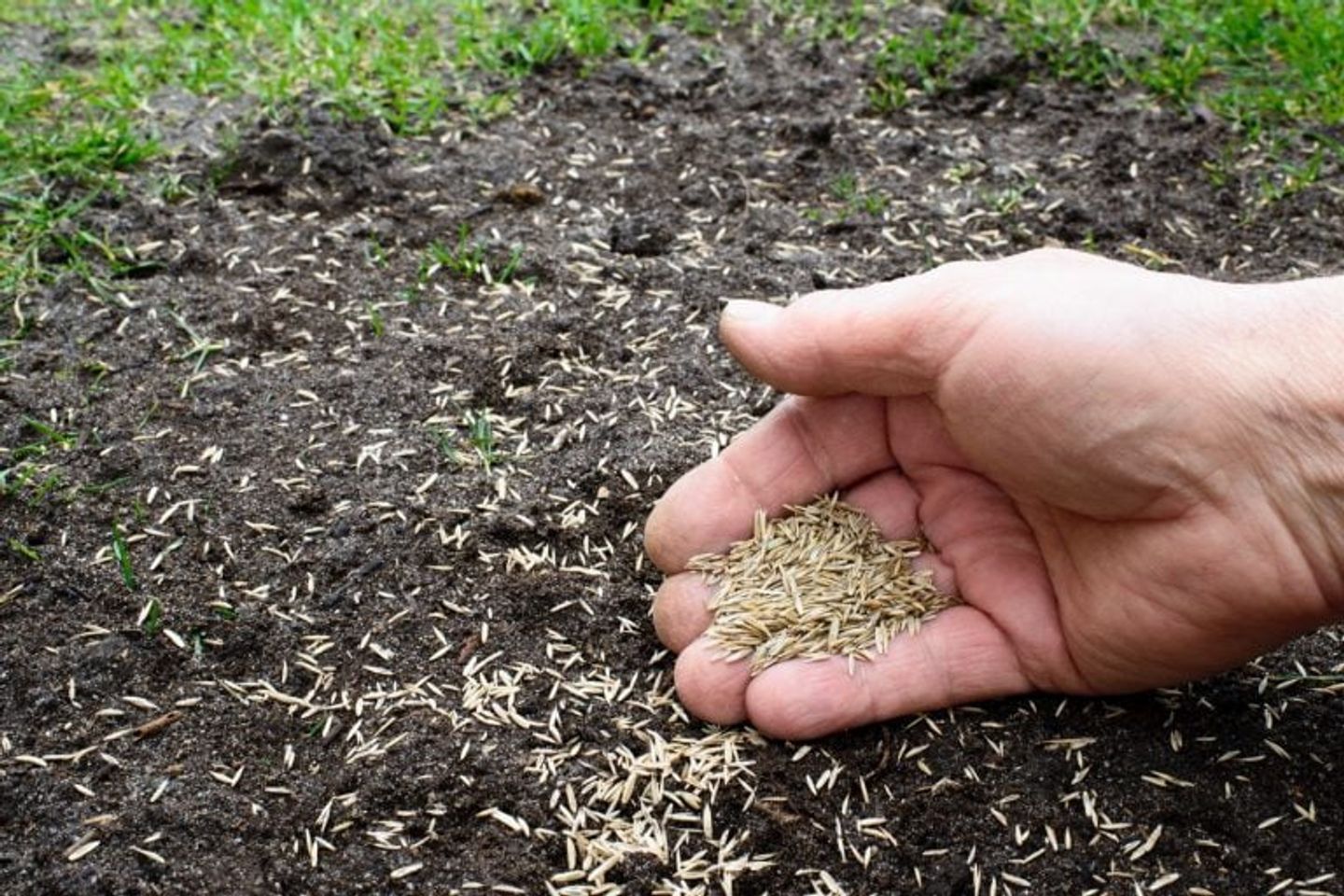 planting new lawn seeds