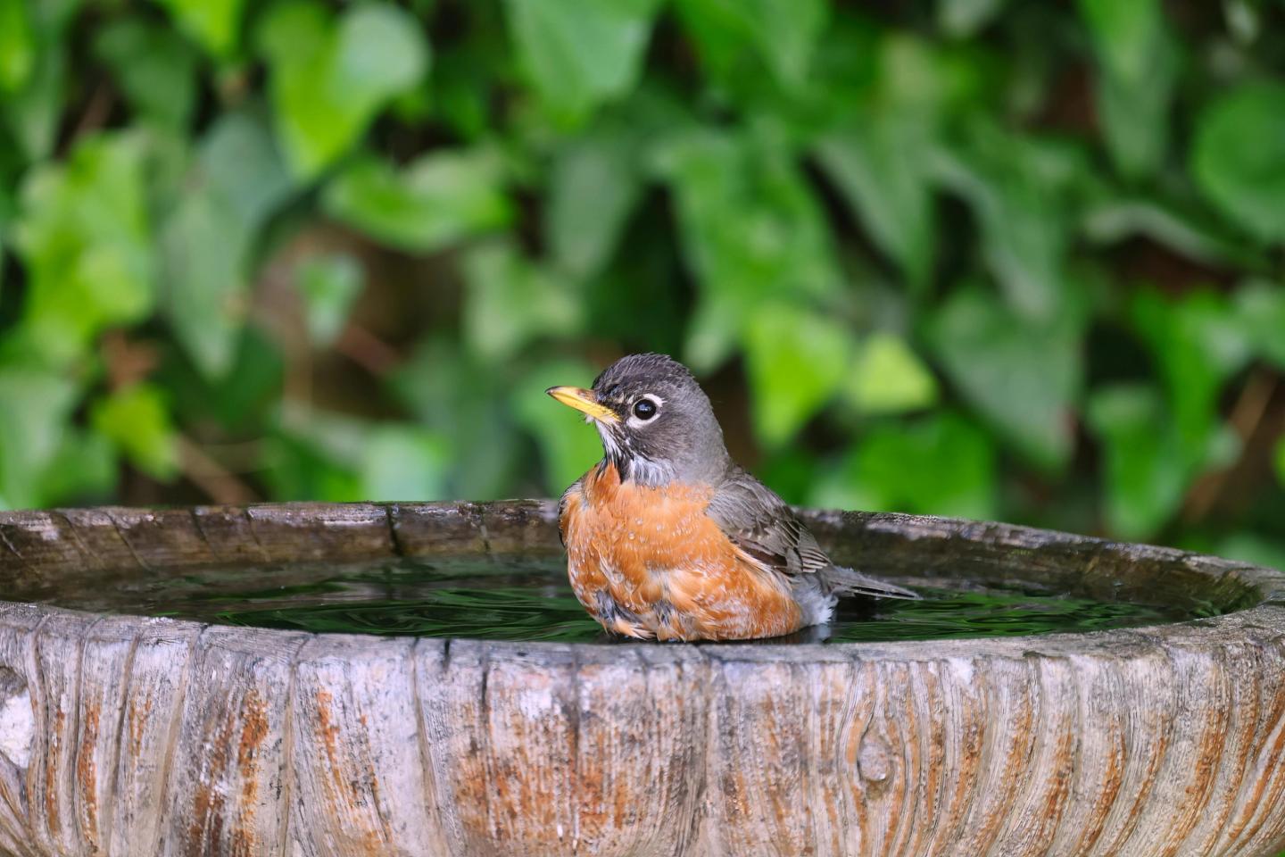 bird bathing in the garden water fountain
