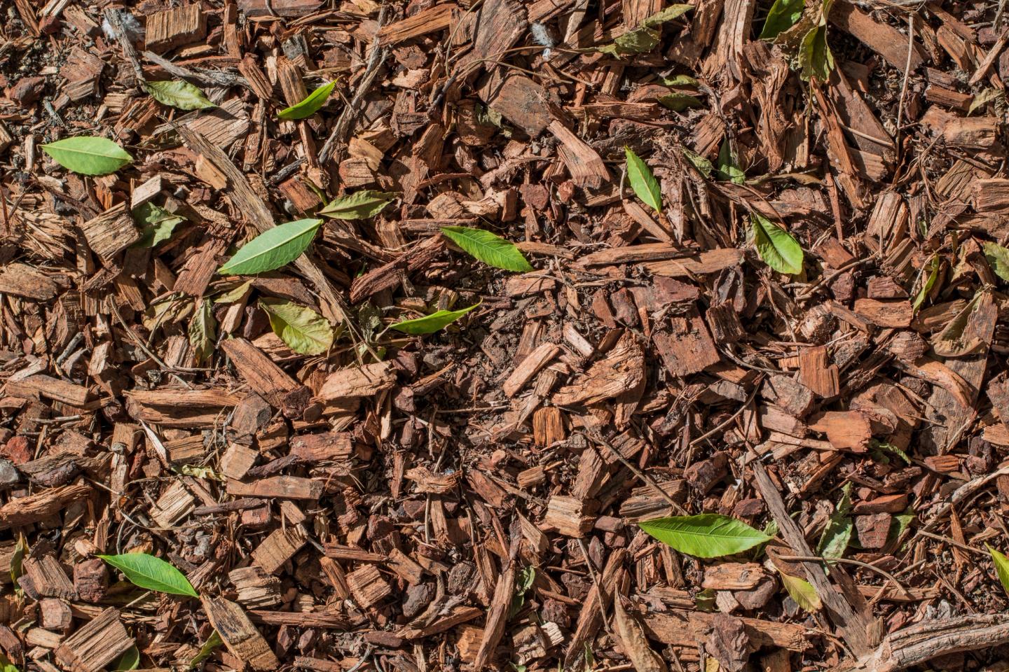 mulch