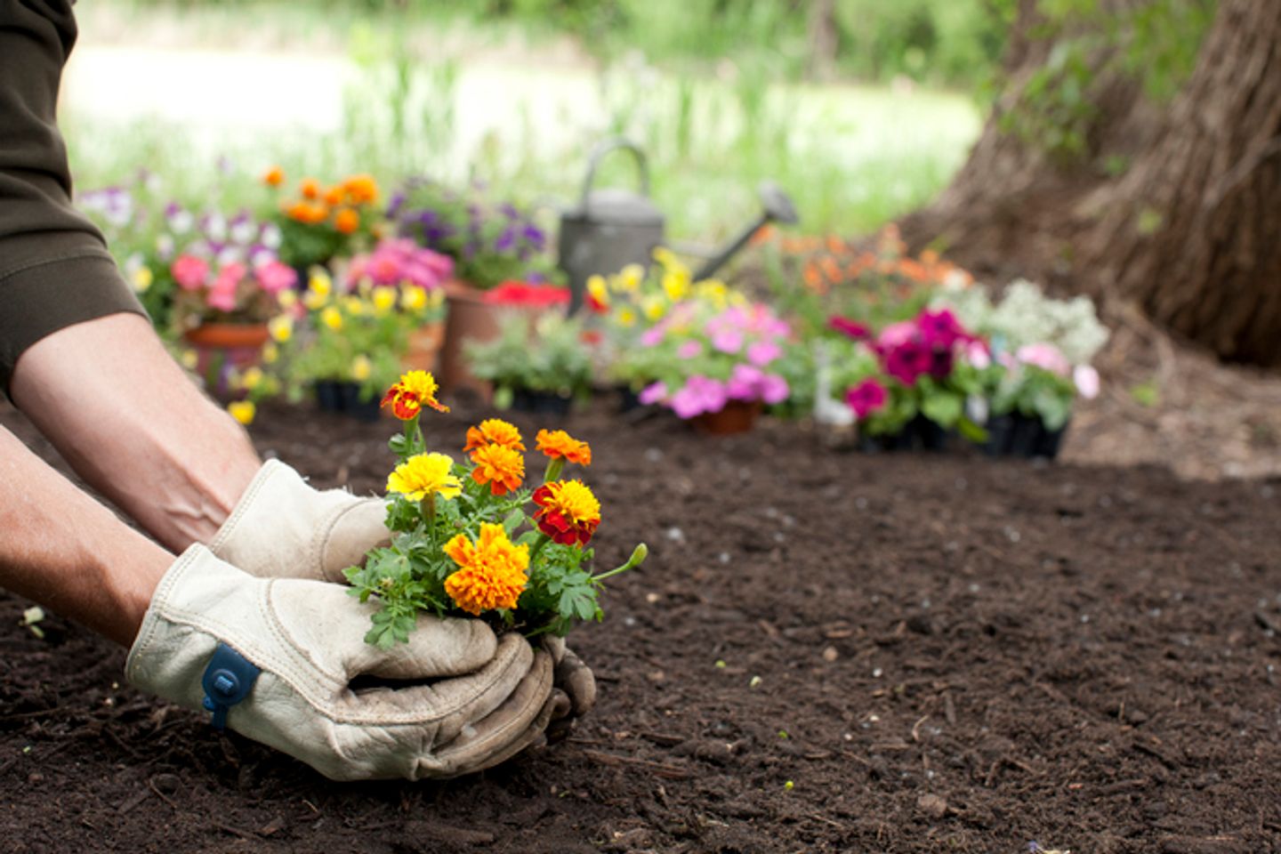 planting flower plants